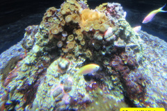 240.2018-05-24-to-26-Celebrity-Bravo-Music-Cruise.-Cherbourg-Southampton-Poole.-240-