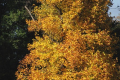 012.2018-10-21-Dyrham-Park-NT-Autumn-Colour.-Near-Bath-Somerset.-12