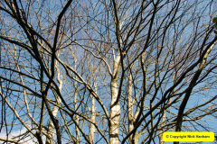 021.2018-10-21-Dyrham-Park-NT-Autumn-Colour.-Near-Bath-Somerset.-21