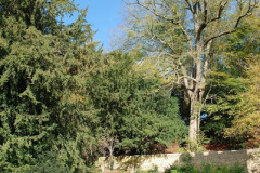 037.2018-10-21-Dyrham-Park-NT-Autumn-Colour.-Near-Bath-Somerset.-37