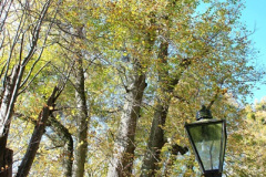 042.2018-10-21-Dyrham-Park-NT-Autumn-Colour.-Near-Bath-Somerset.-42