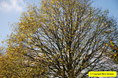 055.2018-10-21-Dyrham-Park-NT-Autumn-Colour.-Near-Bath-Somerset.-55