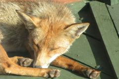 016.2018-07-15-Mr.-Fox-in-our-garden.-1