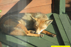 017.2018-07-15-Mr.-Fox-in-our-garden.-2