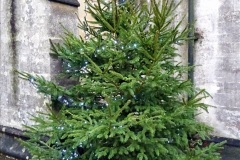2019-12-21-St.-Aldhelms-Church-Christmas-Trees.-3-003