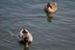 127.2019-04-14-to-15-Dorchester-on-Thames-Oxfordshire.-127-