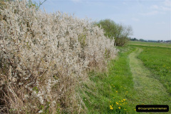 167.2019-04-14-to-15-Dorchester-on-Thames-Oxfordshire.-167-