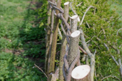 174.2019-04-14-to-15-Dorchester-on-Thames-Oxfordshire.-174-