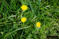 193.2019-04-14-to-15-Dorchester-on-Thames-Oxfordshire.-193-