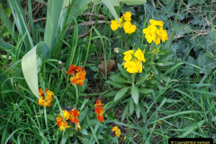 202.2019-04-14-to-15-Dorchester-on-Thames-Oxfordshire.-202-
