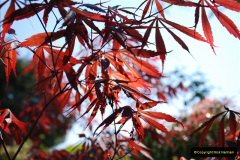057.2019-04-21-A-Poole-Garden-in-Spring.-57