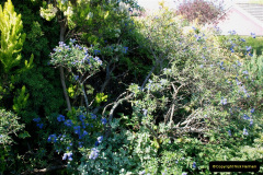 072.2019-04-21-A-Poole-Garden-in-Spring.-72