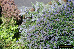 073.2019-04-21-A-Poole-Garden-in-Spring.-73