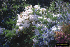075.2019-04-21-A-Poole-Garden-in-Spring.-75