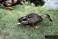 185.2019-08-20-Cliveden-NT-Taplow-Maidenhead-Berkshire.-185-