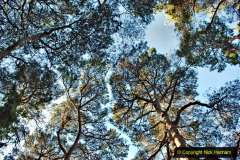 027.2019-12-02-Compton-Acres-Poole-Dorset.-27-