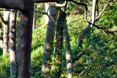 034.2019-12-02-Compton-Acres-Poole-Dorset.-34-
