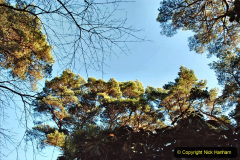 047.2019-12-02-Compton-Acres-Poole-Dorset.-47-