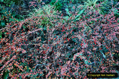 075.2019-12-02-Compton-Acres-Poole-Dorset.-75-