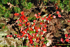 120.2019-12-02-Compton-Acres-Poole-Dorset.-120-