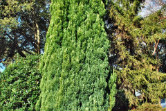 126.2019-12-02-Compton-Acres-Poole-Dorset.-126-
