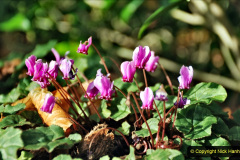 128.2019-12-02-Compton-Acres-Poole-Dorset.-128-
