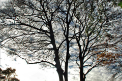 134.2019-12-02-Compton-Acres-Poole-Dorset.-134-