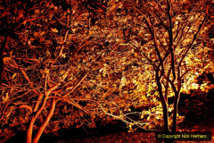050.2019-12-20-Kingston-Lacy-NT-Wimborne-Dorset-Christmas-Lights.-50-