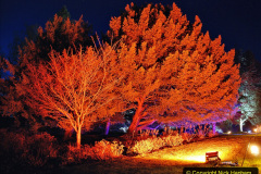 061.2019-12-20-Kingston-Lacy-NT-Wimborne-Dorset-Christmas-Lights.-61-