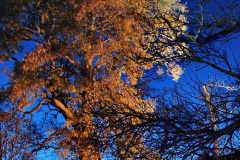 069.2019-12-20-Kingston-Lacy-NT-Wimborne-Dorset-Christmas-Lights.-69-
