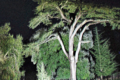 091.2019-12-20-Kingston-Lacy-NT-Wimborne-Dorset-Christmas-Lights.-91-