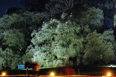 093.2019-12-20-Kingston-Lacy-NT-Wimborne-Dorset-Christmas-Lights.-93-