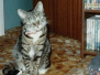 2019 Jenny. Our Cat