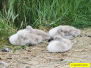 2019 July 09 - 35018 at Poole Park.