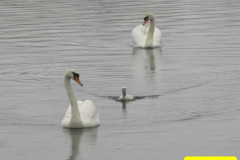011.2018-06-07-Poole-Park-Poole-Dorset.-11-