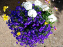 2019 July 11 A Poole Garden in Summer