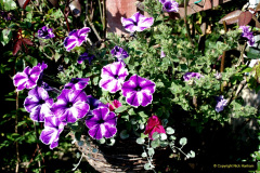 009.2019-07-11-A-Poole-Garden-in-Summer.-9-