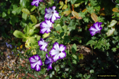 010.2019-07-11-A-Poole-Garden-in-Summer.-10-