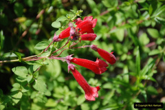 017.2019-07-11-A-Poole-Garden-in-Summer.-17-