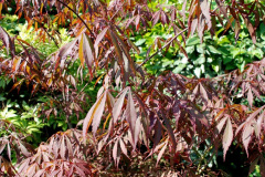 018.2019-07-11-A-Poole-Garden-in-Summer.-18-