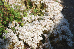 022.2019-07-11-A-Poole-Garden-in-Summer.-22-