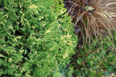 024.2019-07-11-A-Poole-Garden-in-Summer.-24-