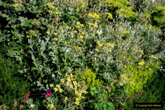 036.2019-07-11-A-Poole-Garden-in-Summer.-36-