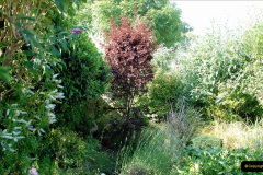 043.2019-07-11-A-Poole-Garden-in-Summer.-43-