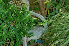 046.2019-07-11-A-Poole-Garden-in-Summer.-46-