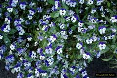 077.2019-07-11-A-Poole-Garden-in-Summer.-77-