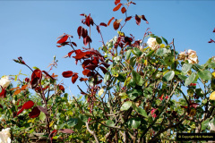 093.2019-07-11-A-Poole-Garden-in-Summer.-93-