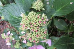 118.2019-07-11-A-Poole-Garden-in-Summer.-118-