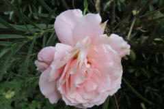 120.2019-07-11-A-Poole-Garden-in-Summer.-120-