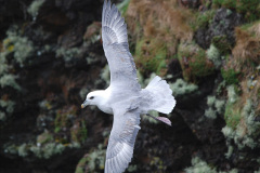 178.2019-03-27-PO-Astoria-Round-UK-Cruise.-178-Lerwick-Shetland-Islands.-